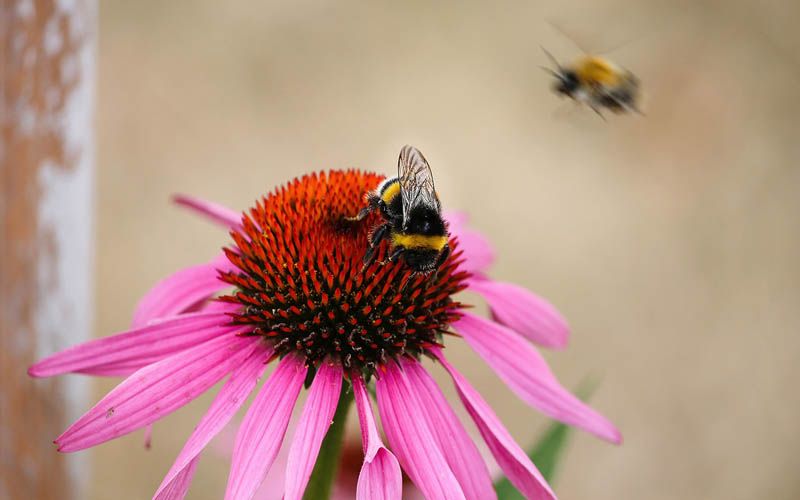 bie på toppen av en rød blomst