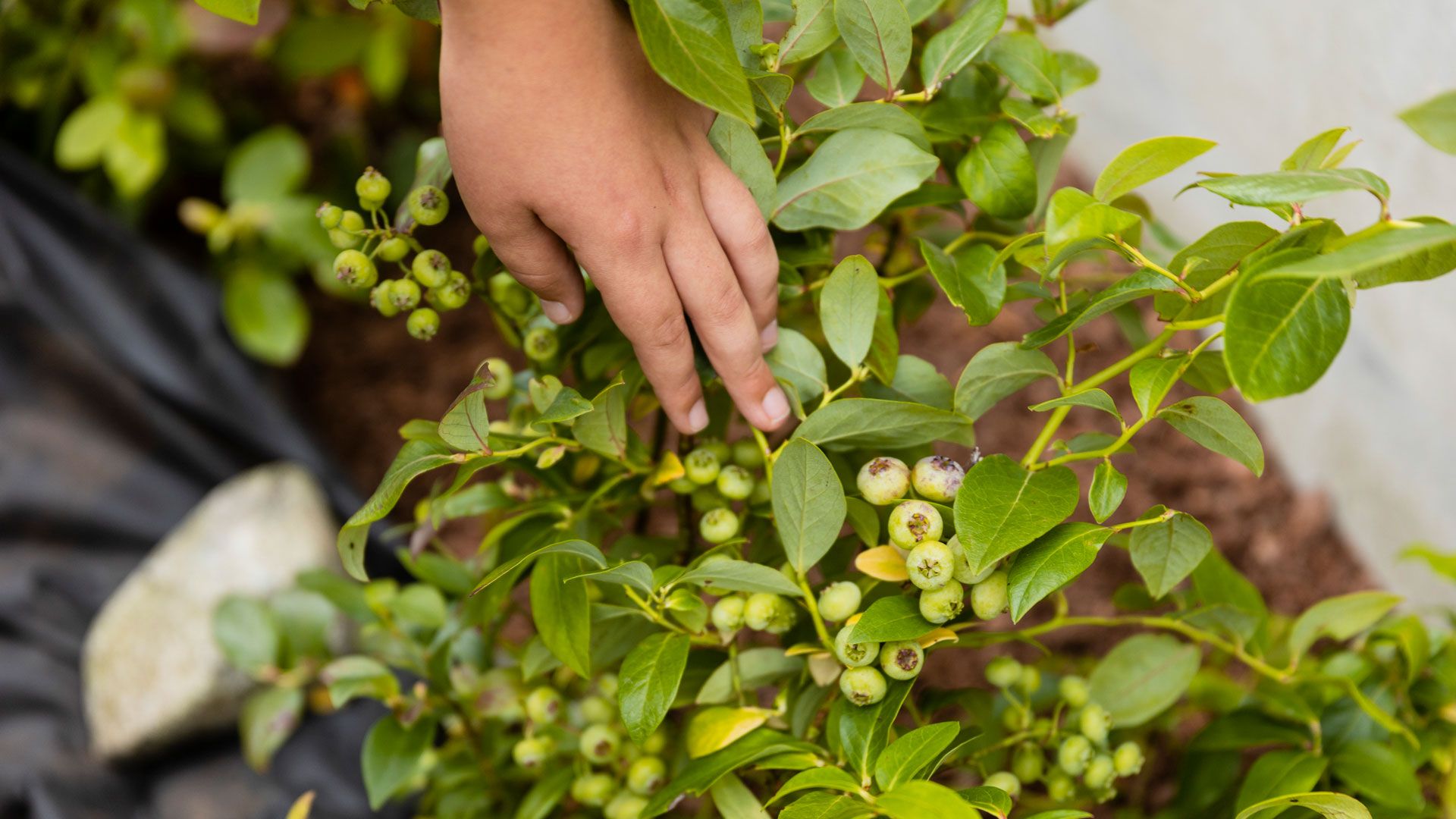 Blåbærlyng med blåbær