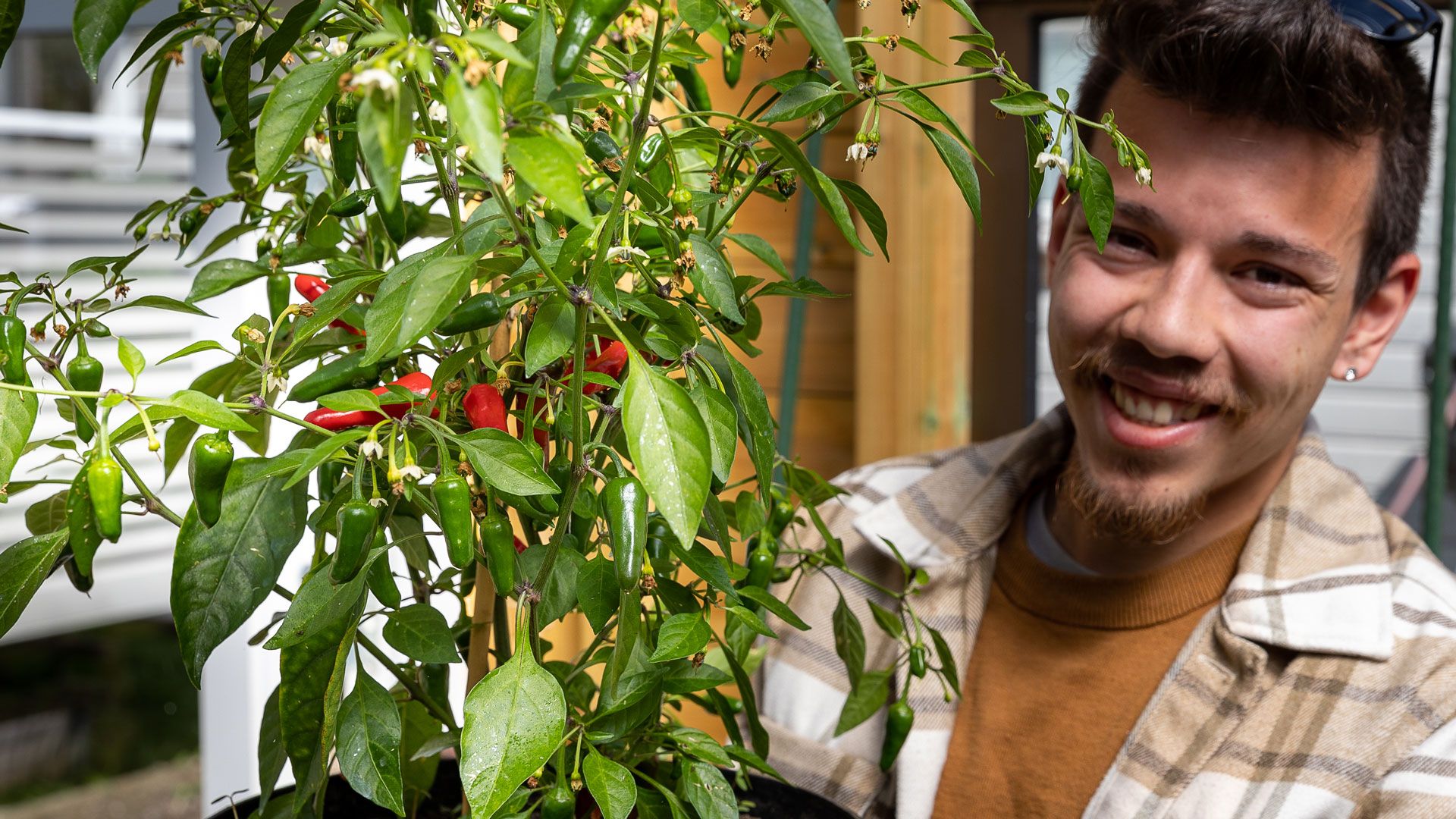 Dennis Asbjørnsen viser fram chiliplante