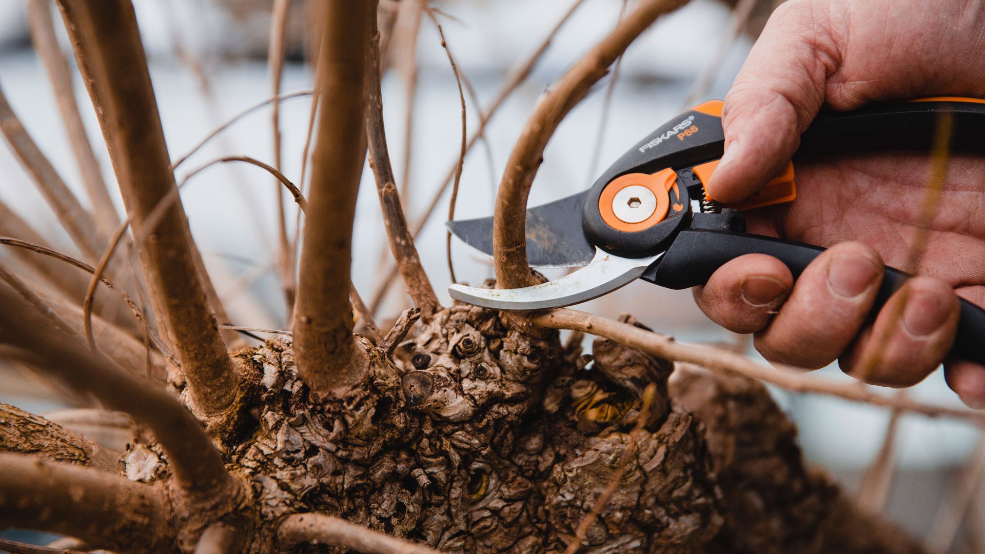 Nye skudd blir klippet av treet