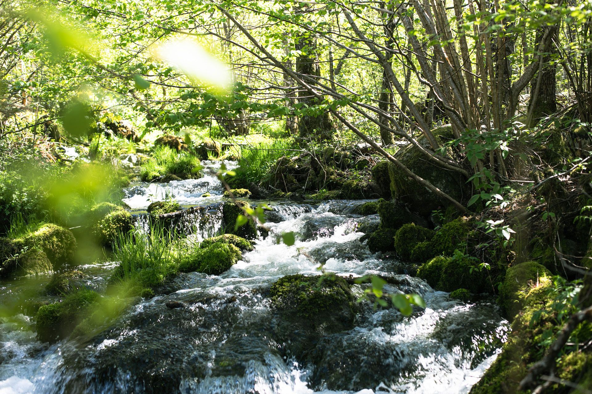 Bekk og grønne omgivelser ved Frøylandsstien på Hommersåk