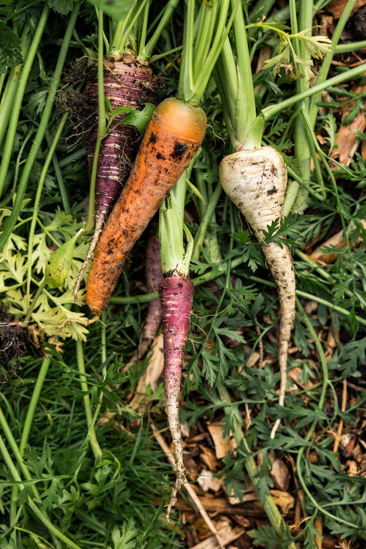 Gulrot og pastinakk