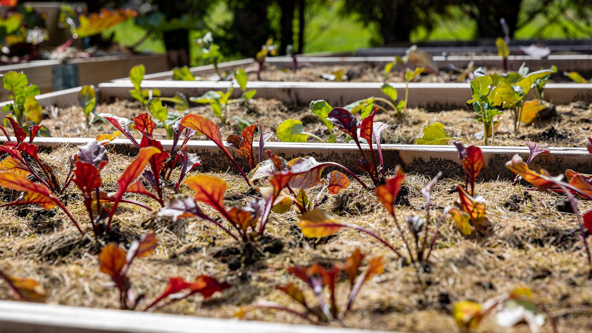 Plantespirer i pallekasse