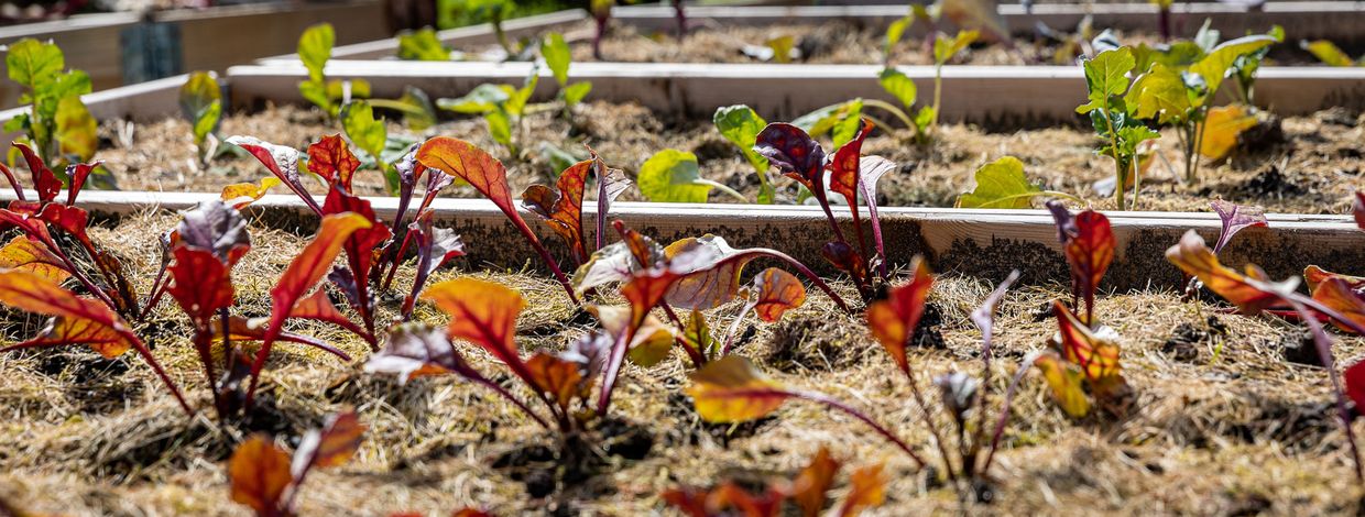 Plantespirer i pallekasse