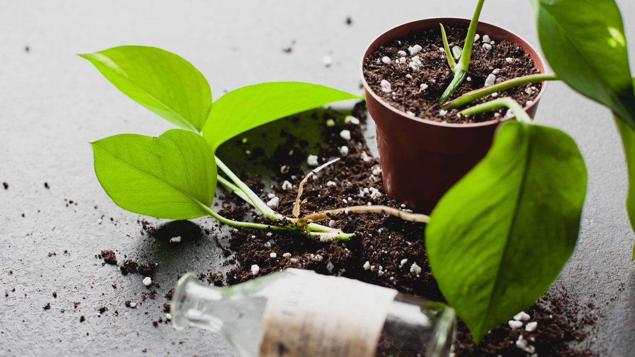 Jord, plante og flaske på grått bord