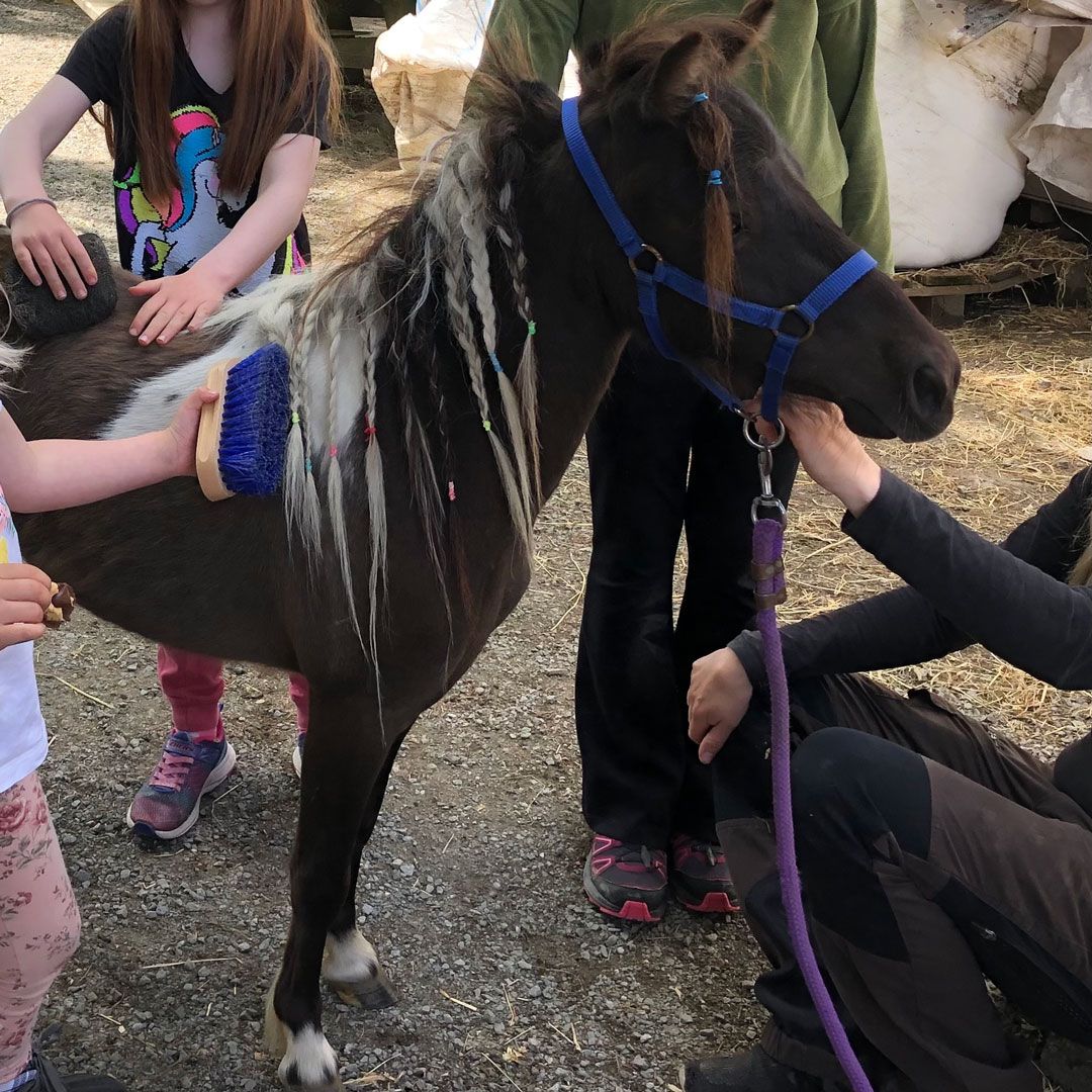 Miniatyrhest blir stelt i stall 