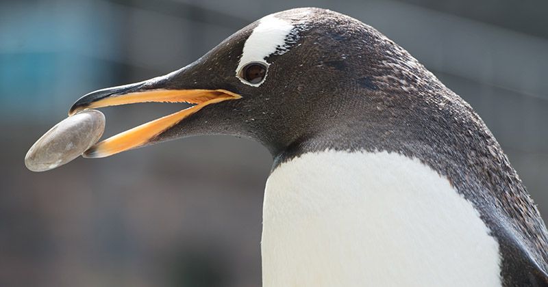 Bilde av pingvin i akvariet i Bergen