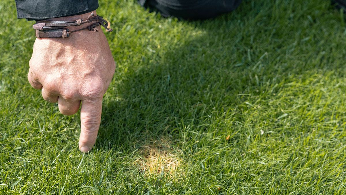 mann peker på plenen ved gul flekk