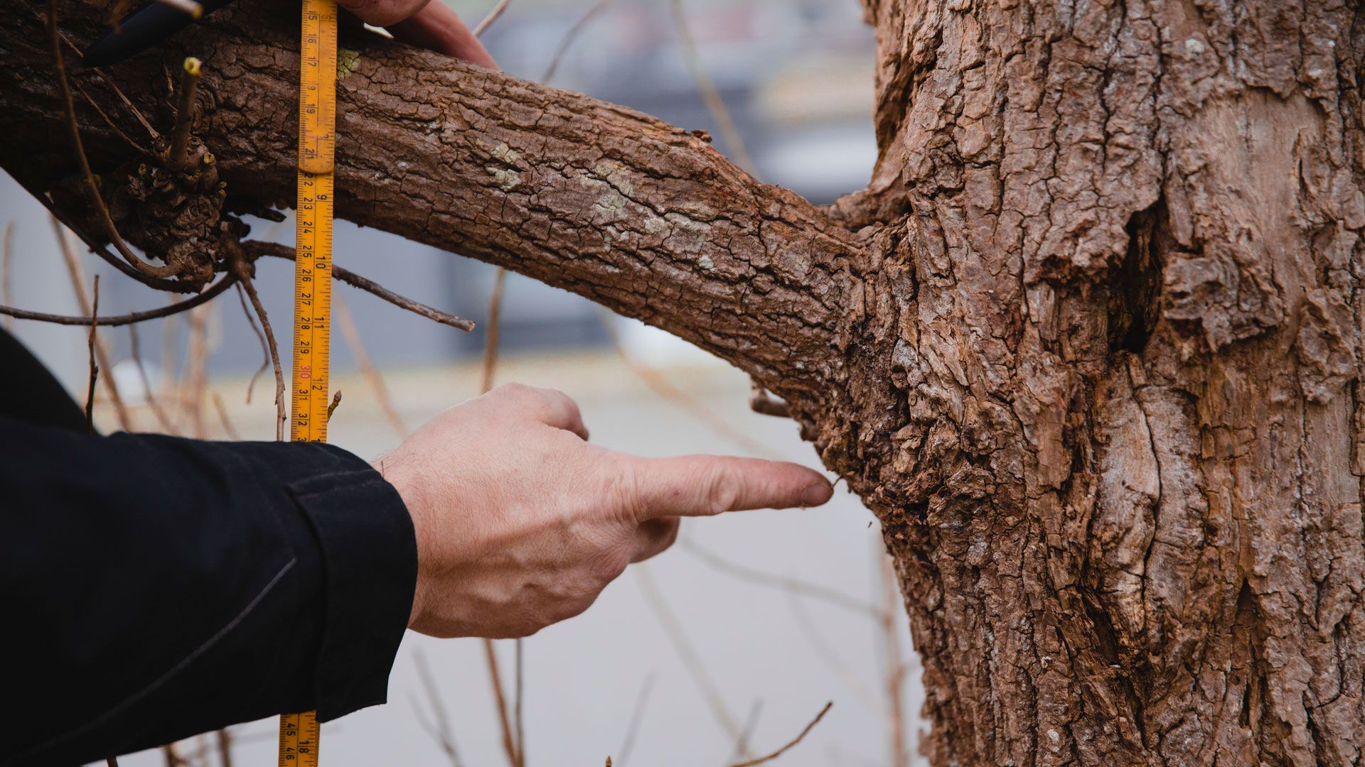 Treets beskyttelsessone mellom hovedstammen og greinen