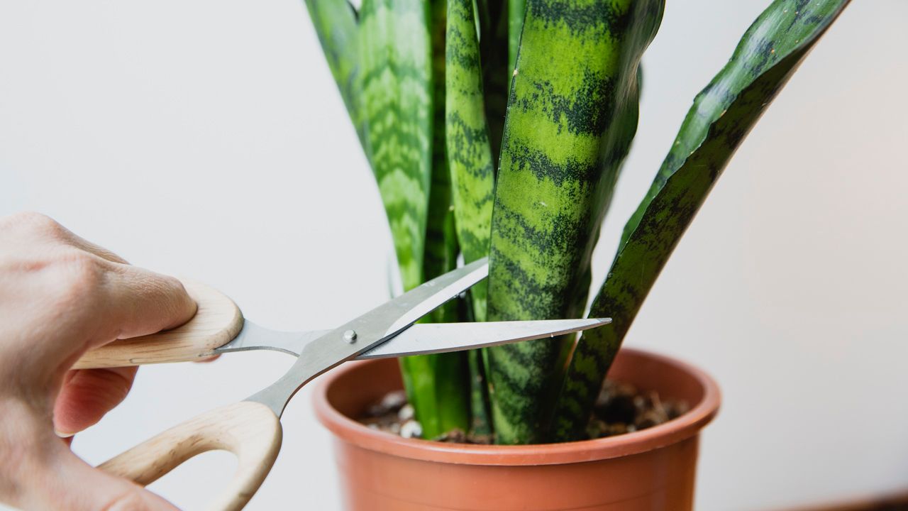 Saks klipper over gren på grønn plante