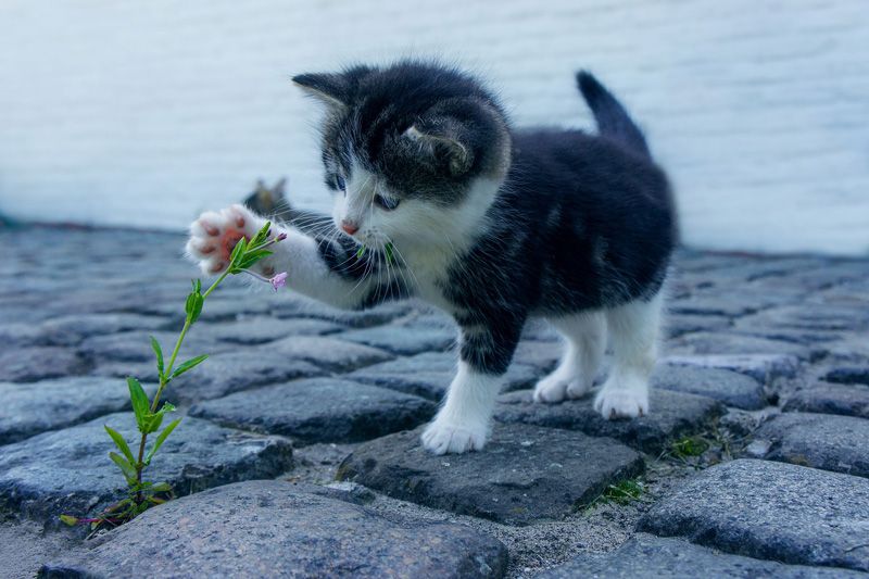 Katt leker med blomst på gata