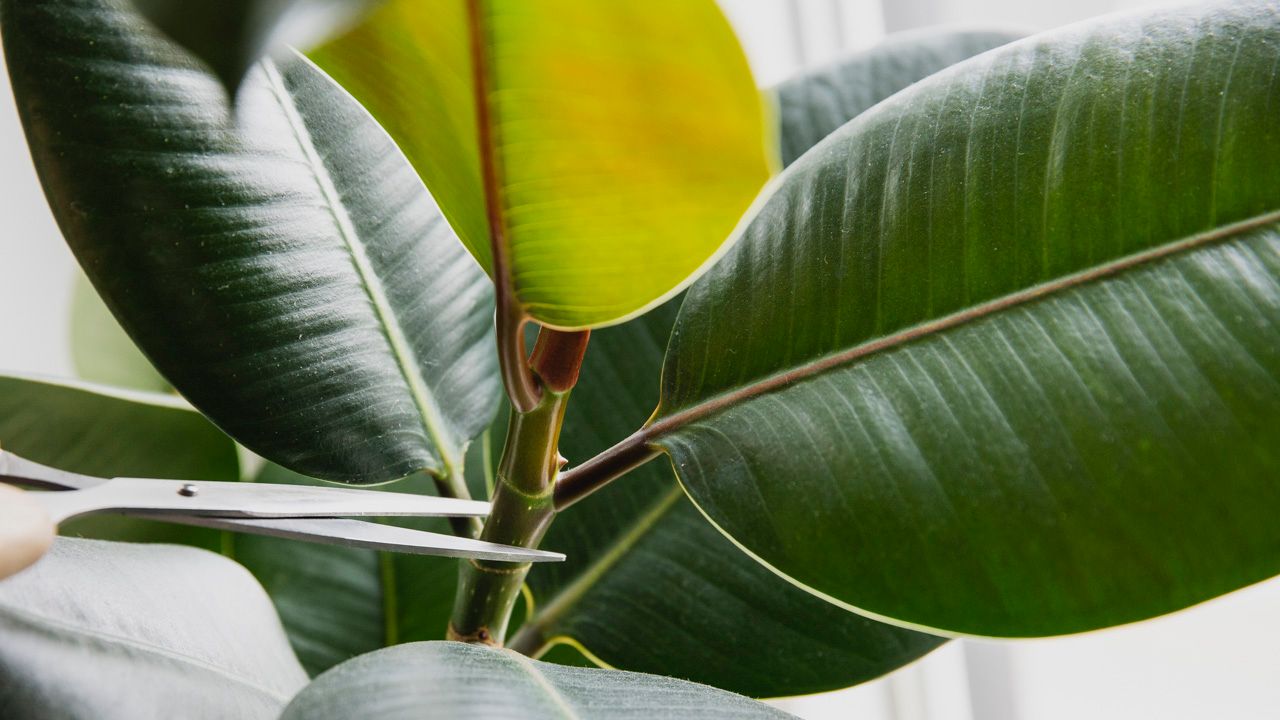 Saks klipper gren på grønn plante