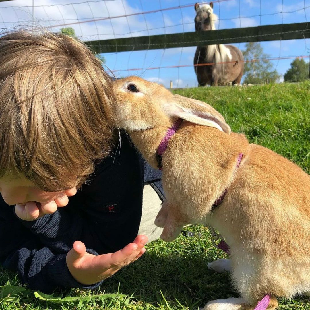 Gutt hilser på kanin