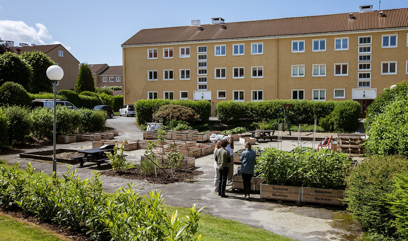 Oversikstbilde av kjøkkenhagen i Misjonsmarka.