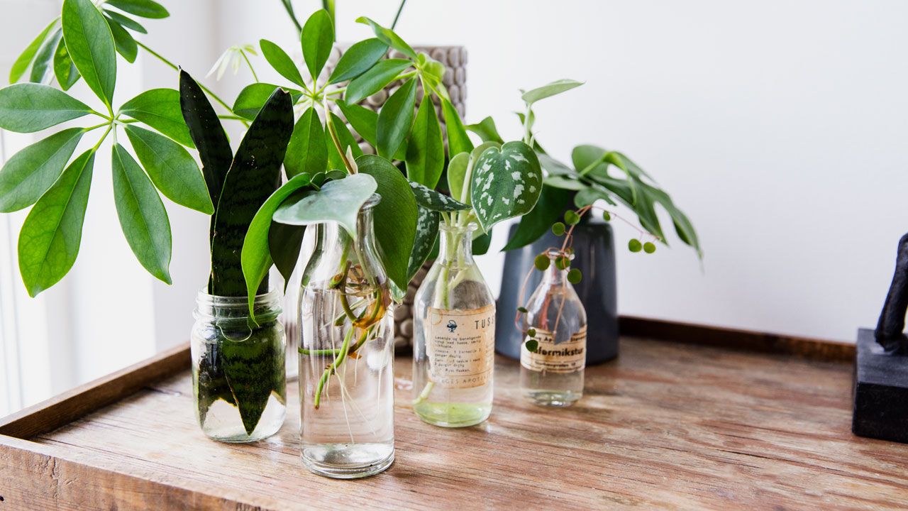 Stiklinger i flasker og syltetøyglass