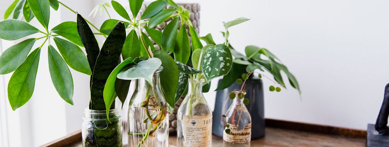 Stiklinger i flasker og syltetøyglass