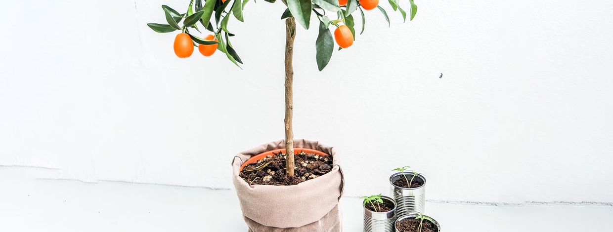 Appelsintre i potte