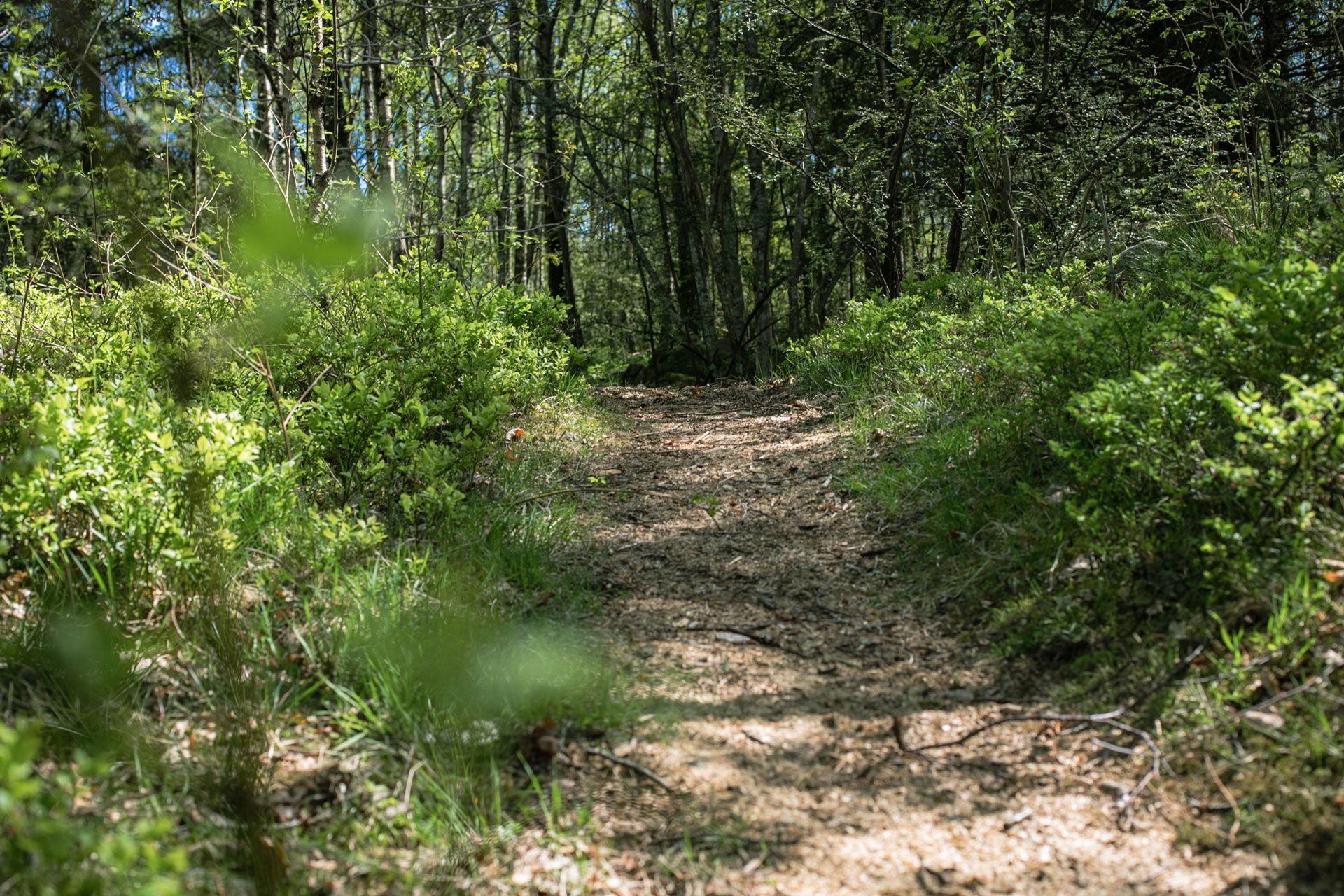 Frøylandsstien på Hommersåk