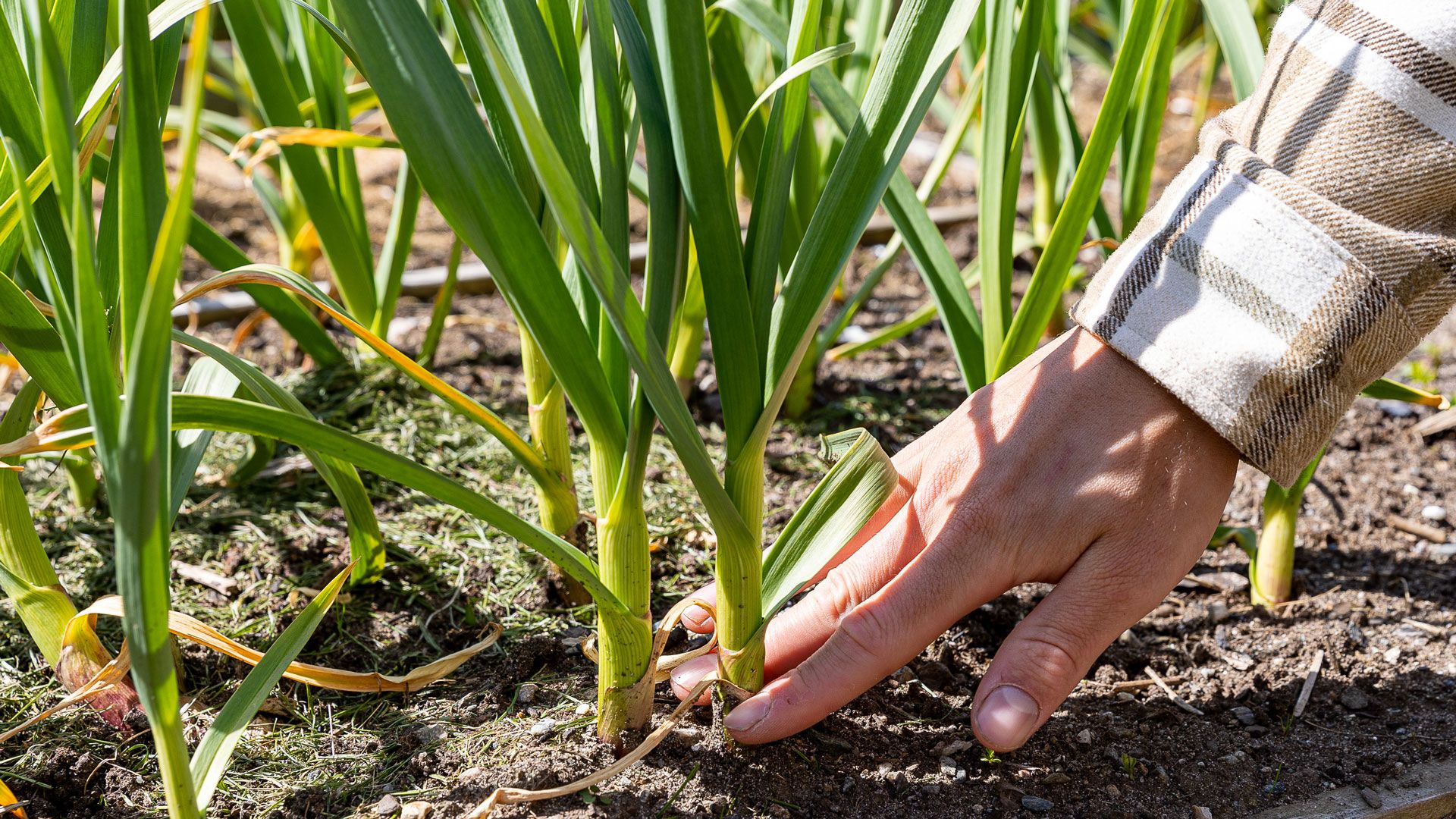 Hvitløksplanter i jord