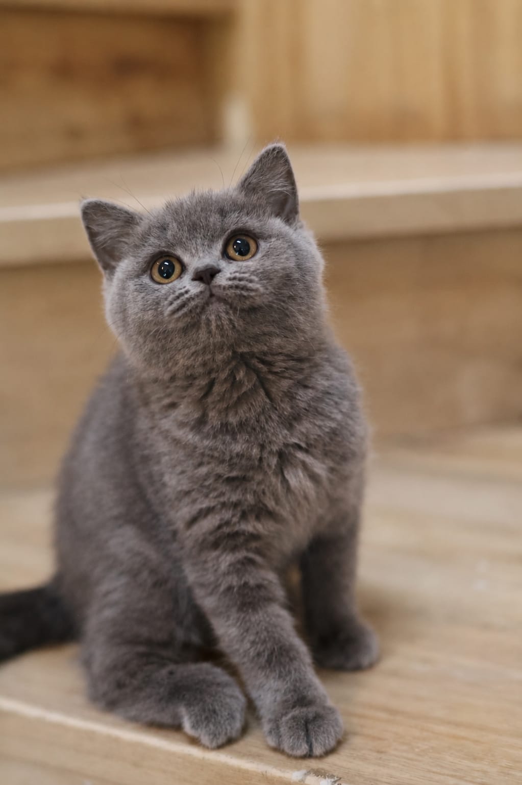 Ollie, British Shorthair kitten