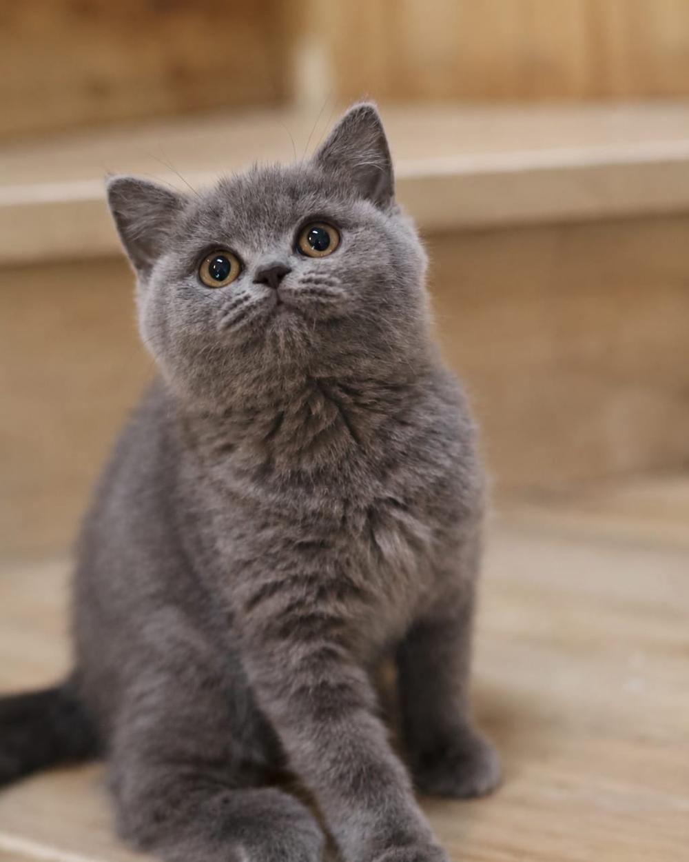 Ollie, British Shorthair kitten