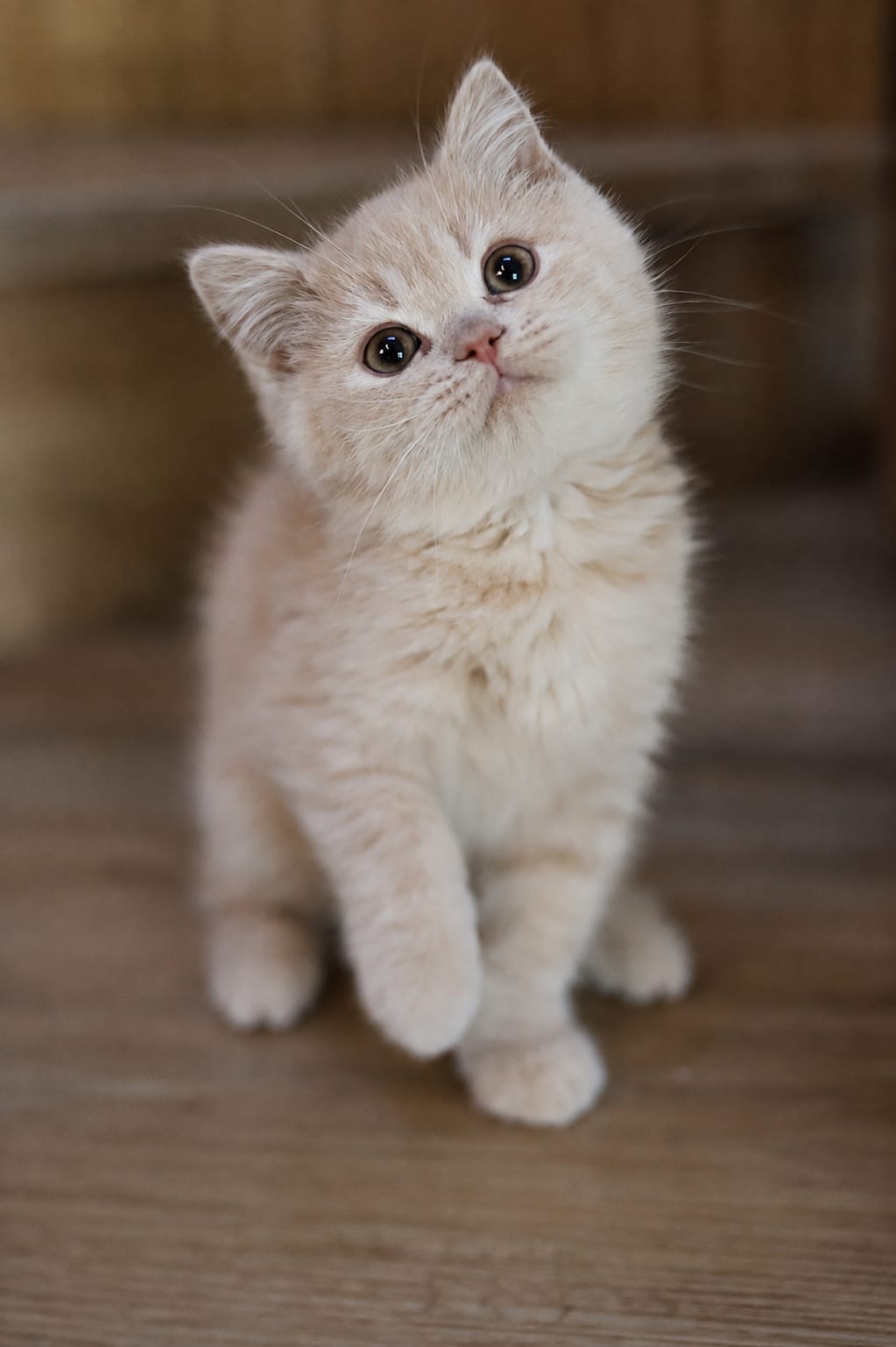 Mumu, British Shorthair kitten