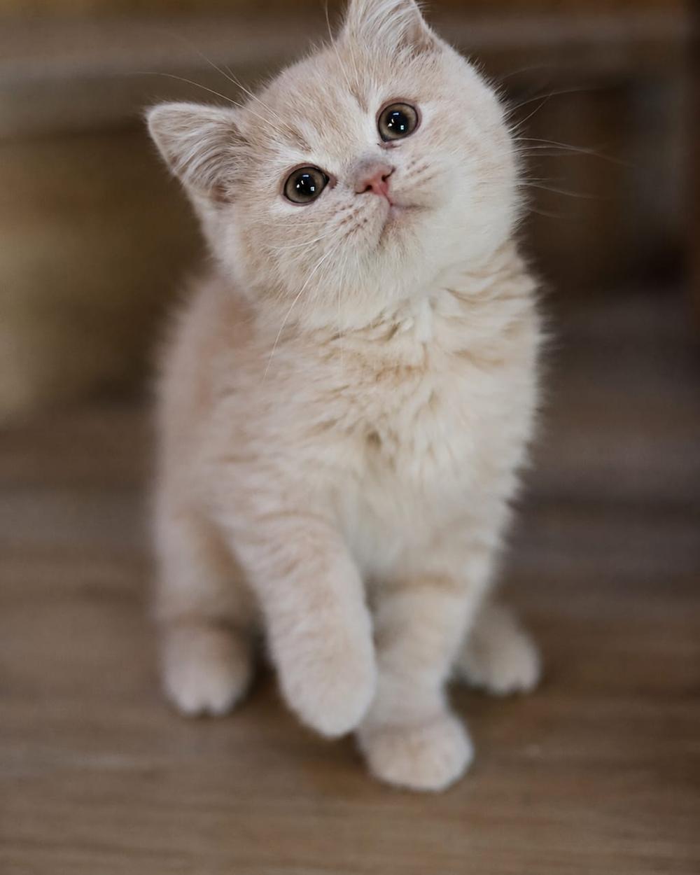Mumu, British Shorthair kitten
