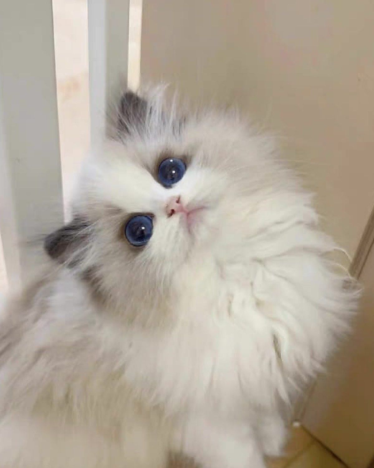 Clover, British Longhair kitten