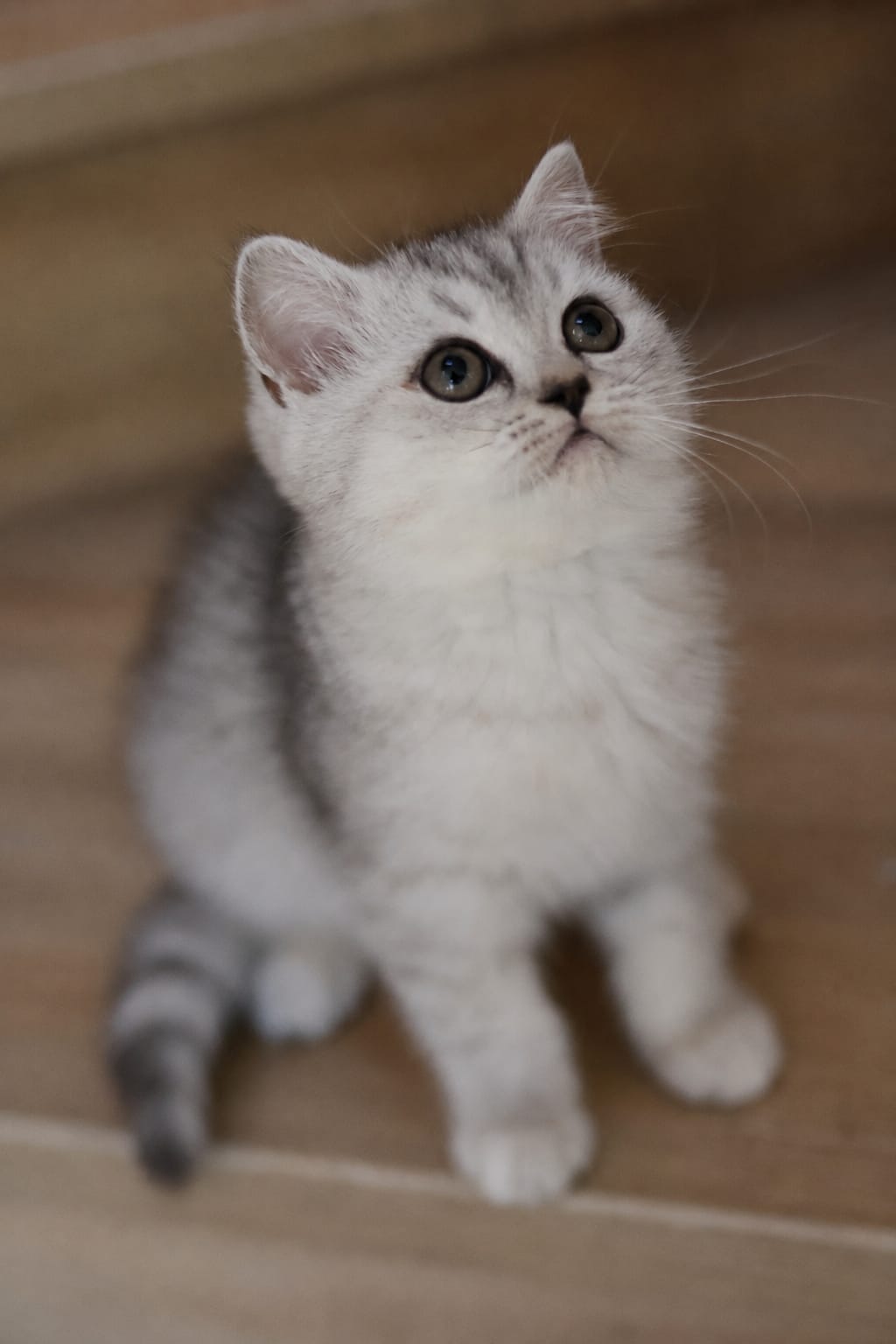 Lumina, British Shorthair kitten