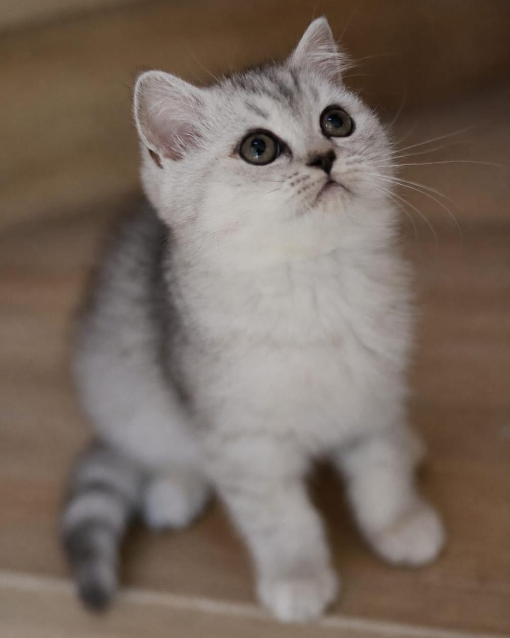 Lumina, British Shorthair kitten