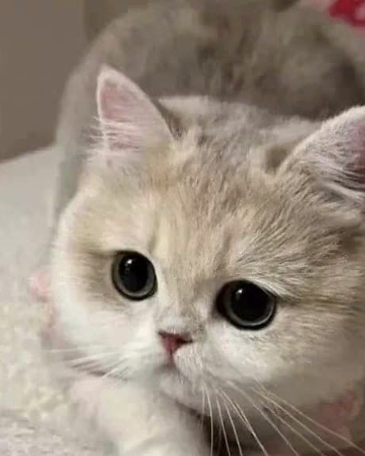 Luna, British Shorthair kitten
