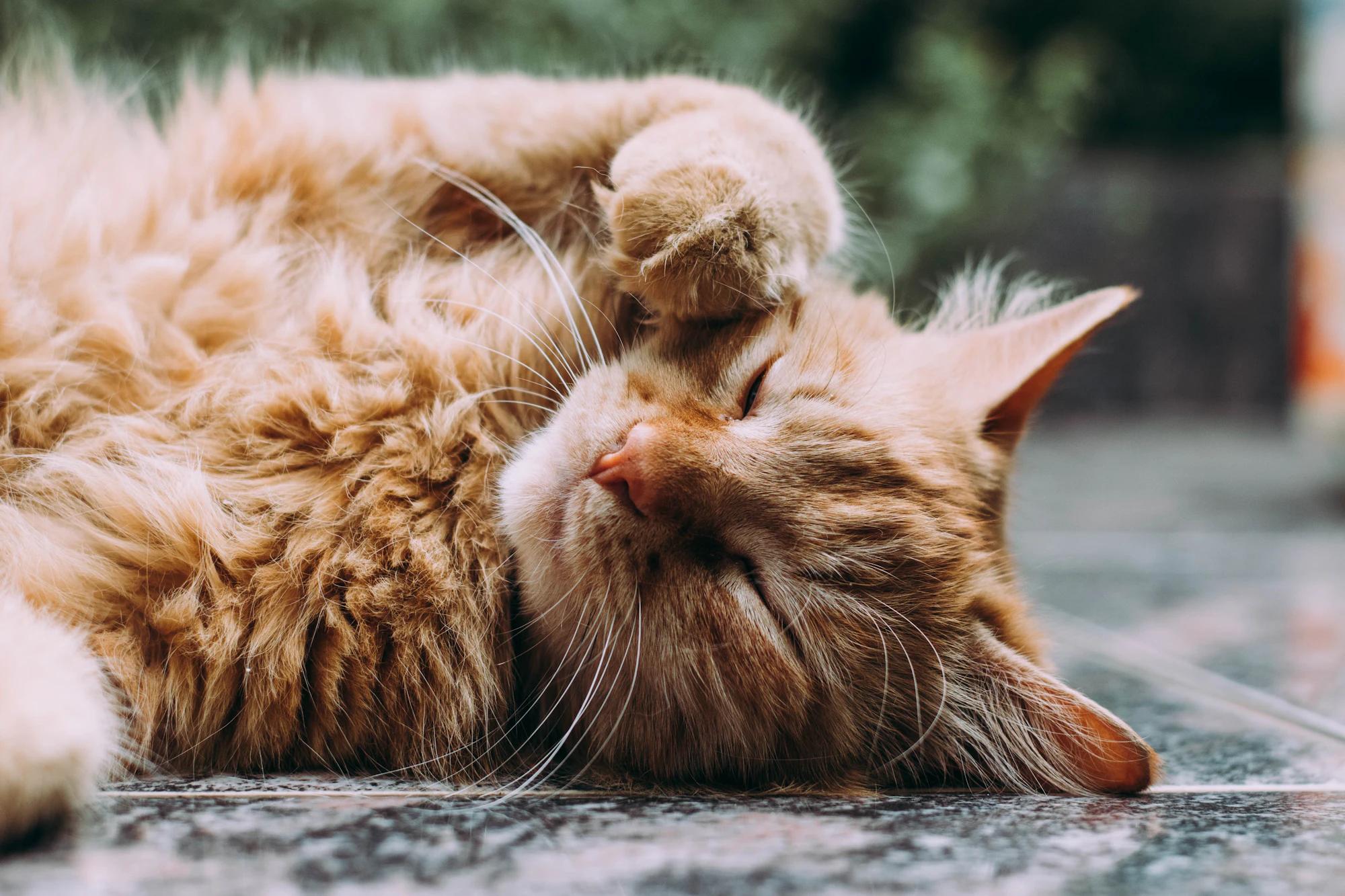 Bringing your kitten home: the first 48 hours