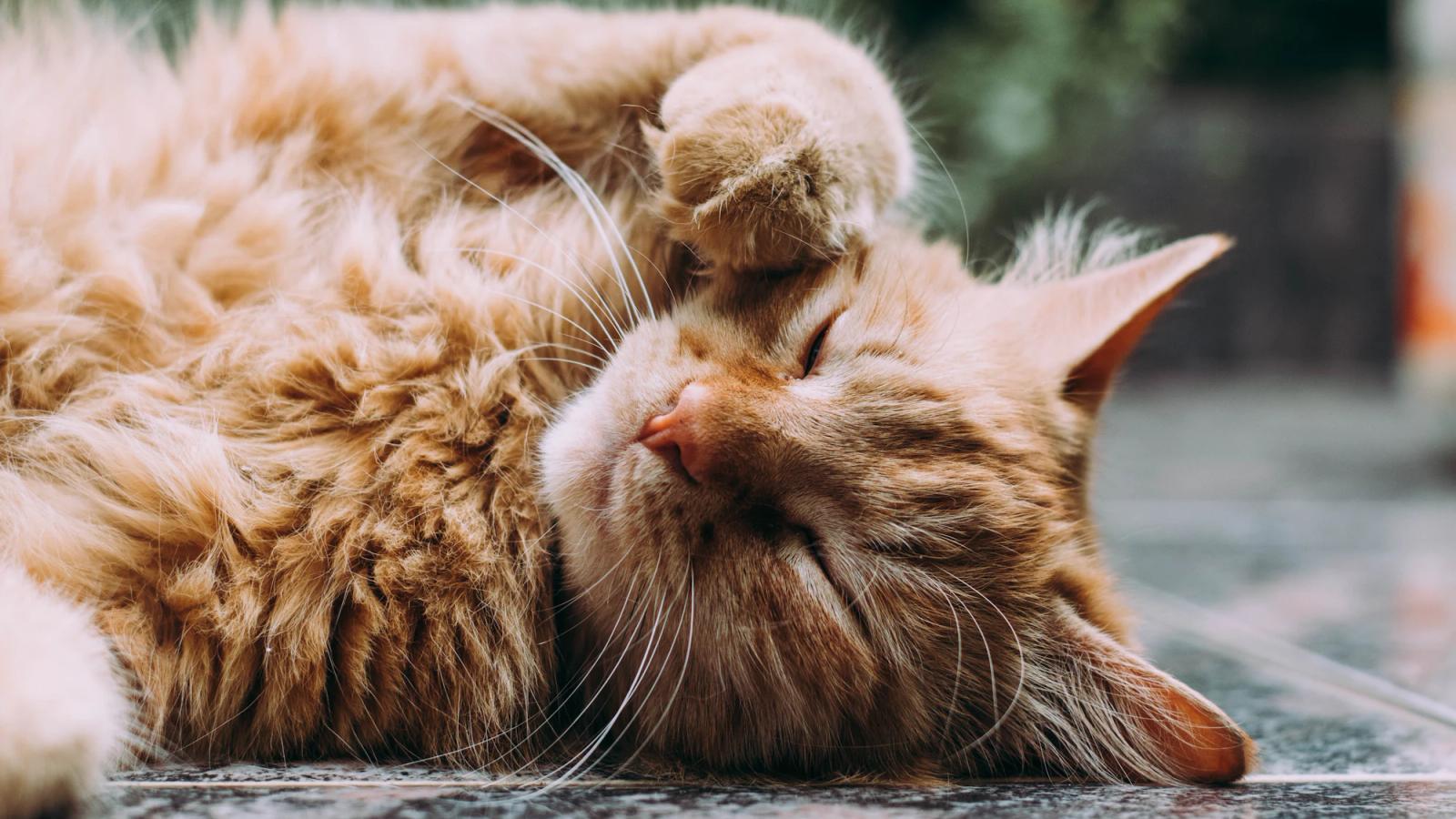 Bringing your kitten home: the first 48 hours