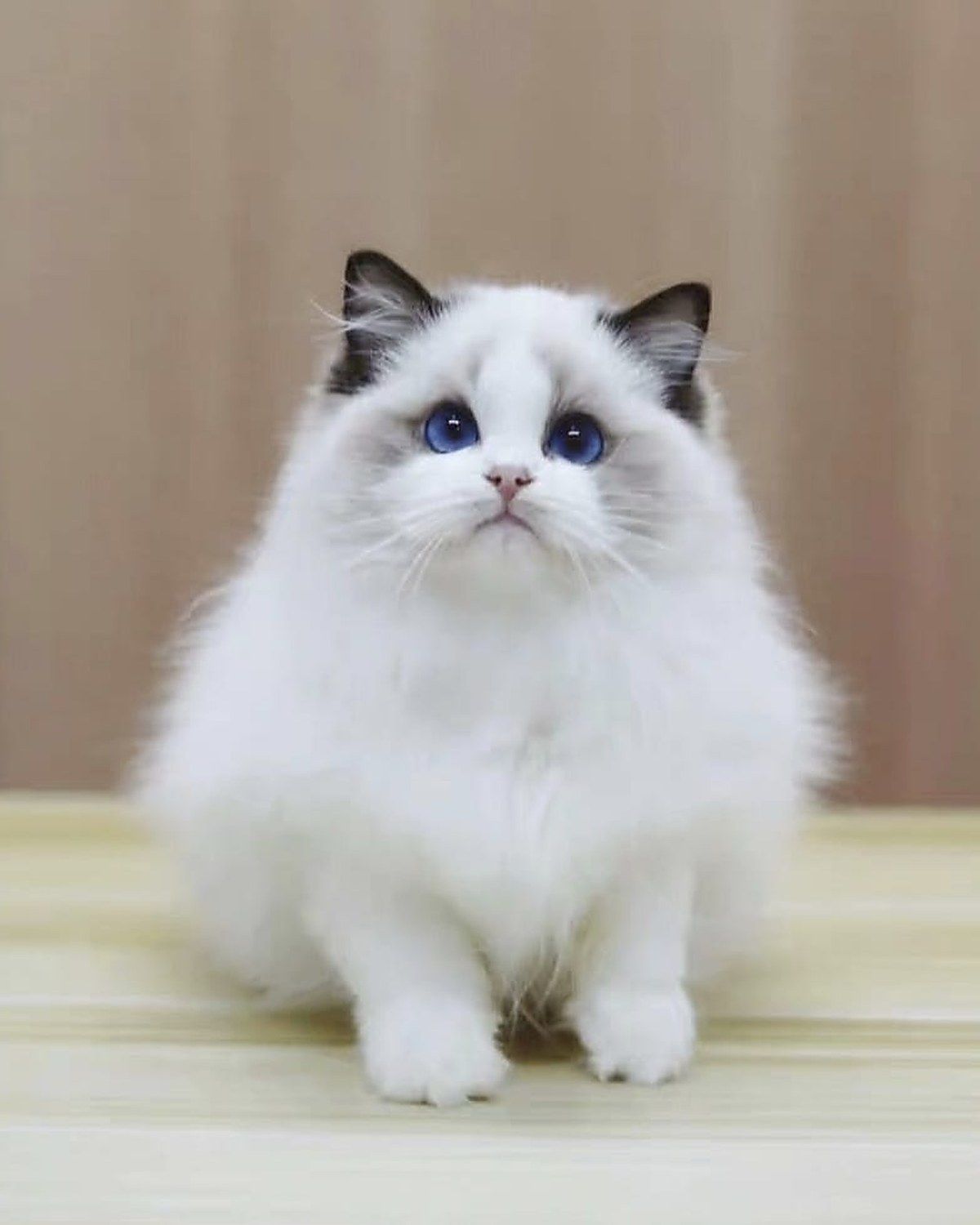 Mochi, Ragdoll kitten