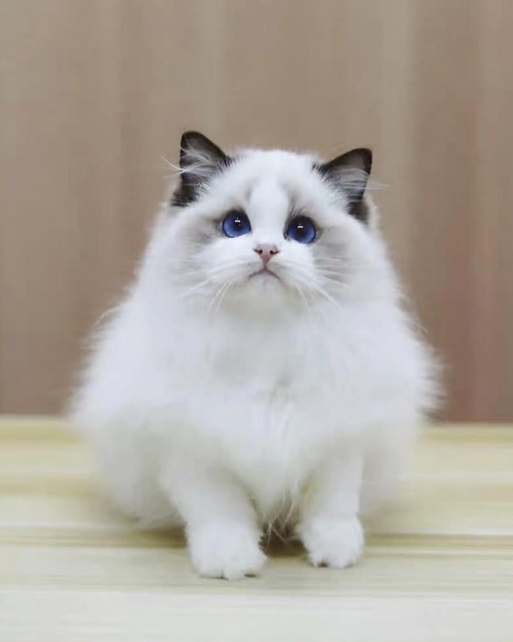Mochi, Ragdoll kitten