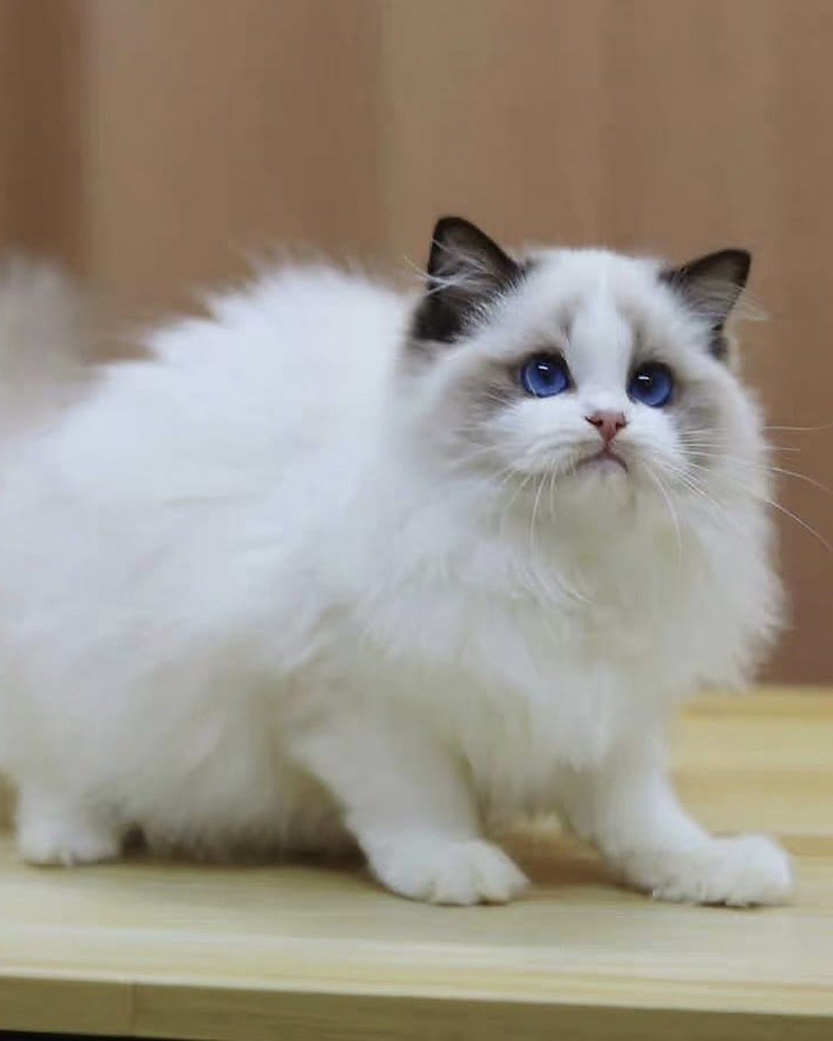 Toffee, Ragdoll kitten