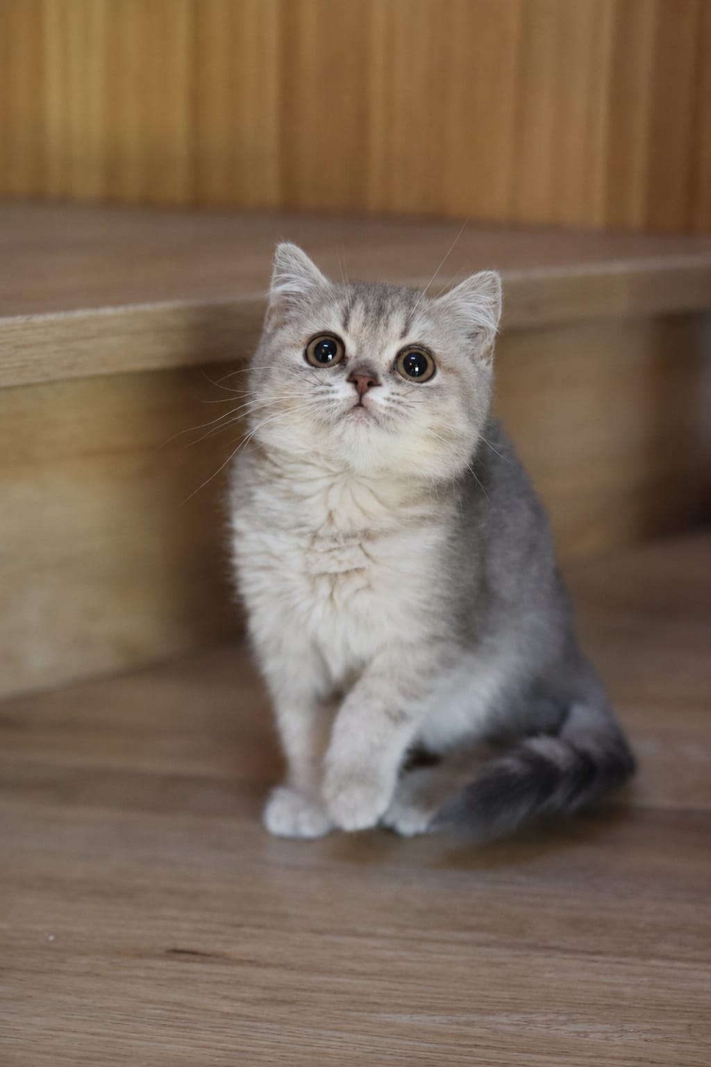 Pow Pow, British Shorthair kitten