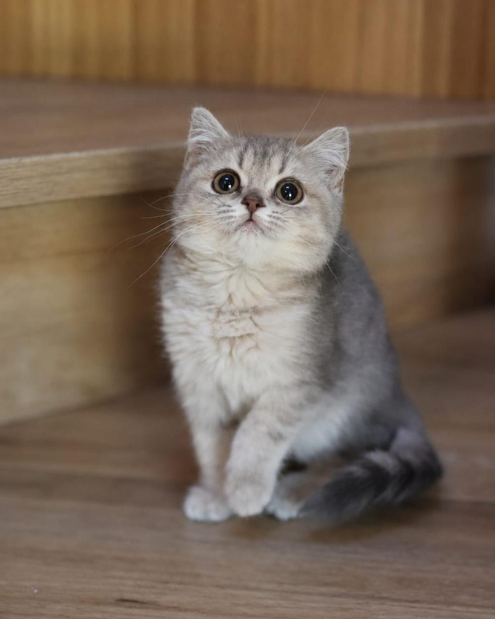Pow Pow, British Shorthair kitten