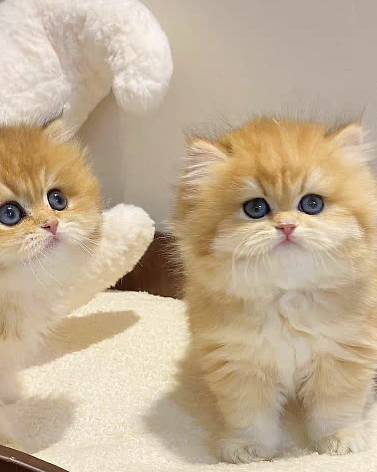 Pearl, British Shorthair kitten