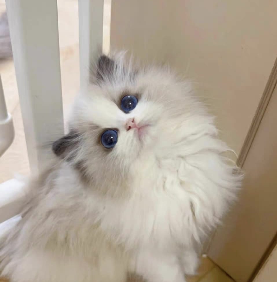 Homed Cat, British Longhair kitten
