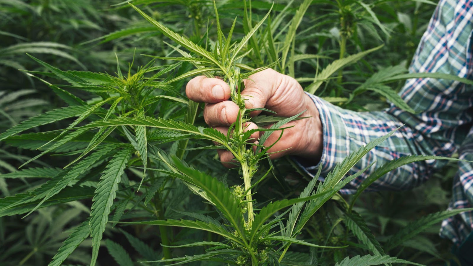 What’s the difference between Hemp and CBD?