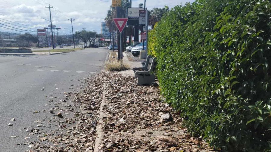 Leaf Clean-up