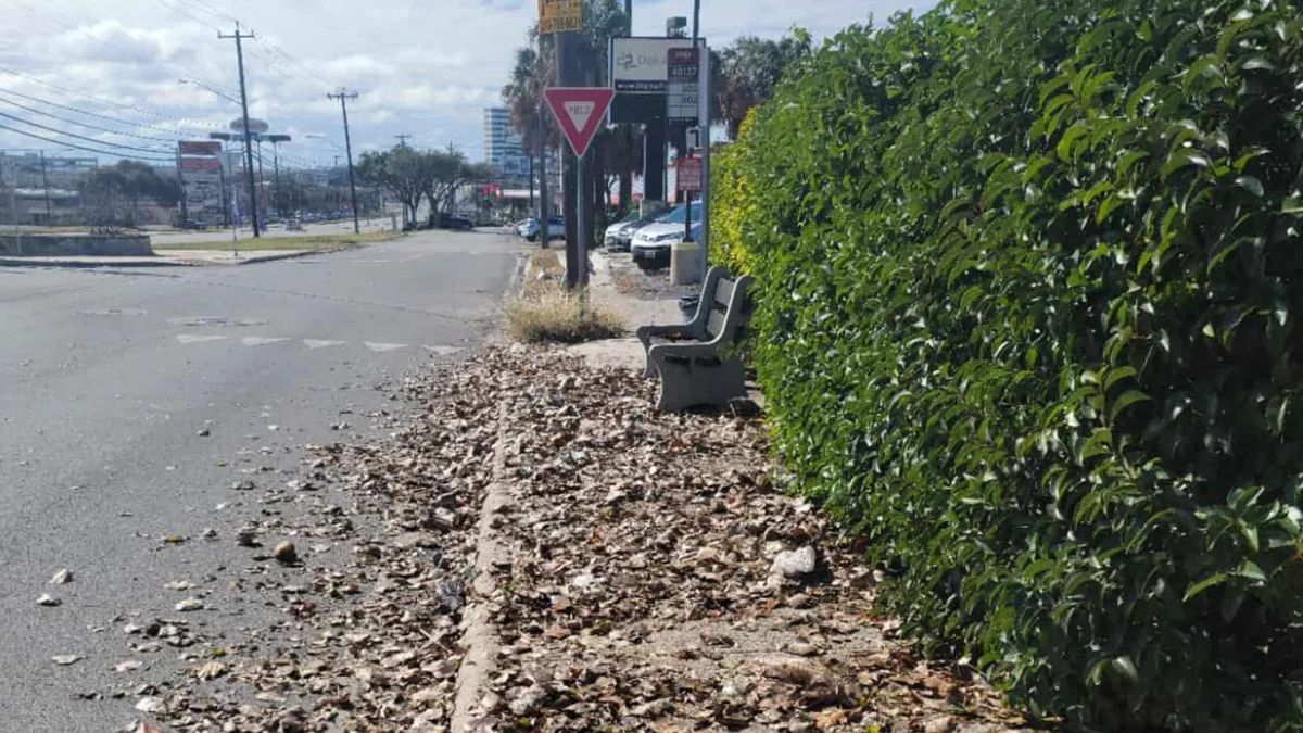 Leaf Clean-up