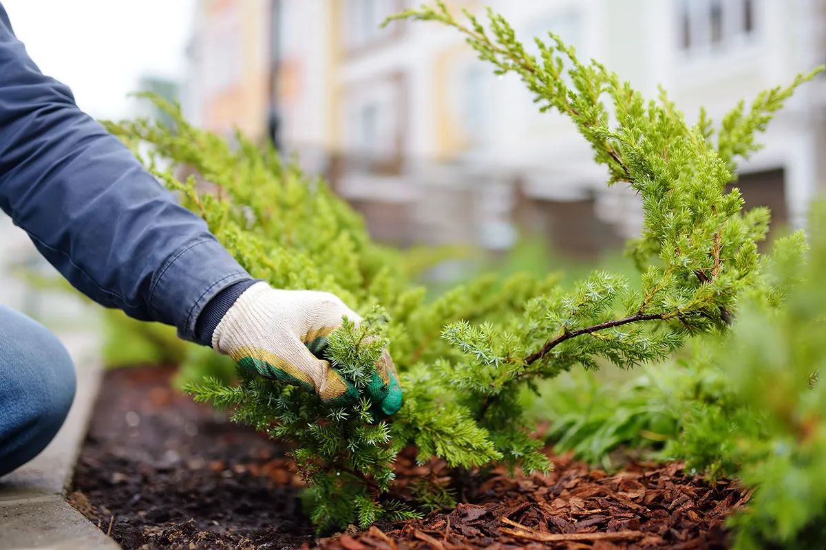 Mulch Installation