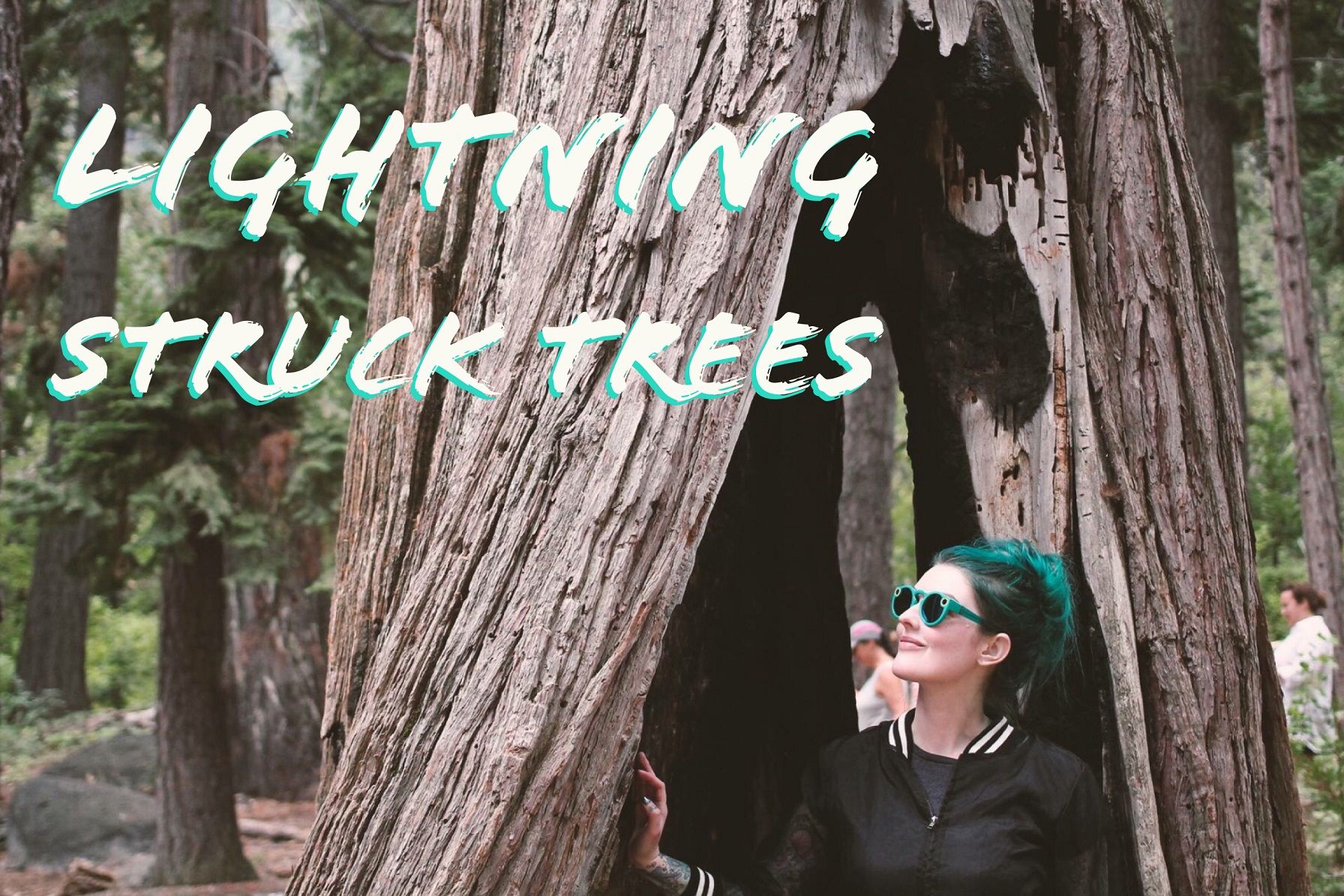 Lightning Struck Trees