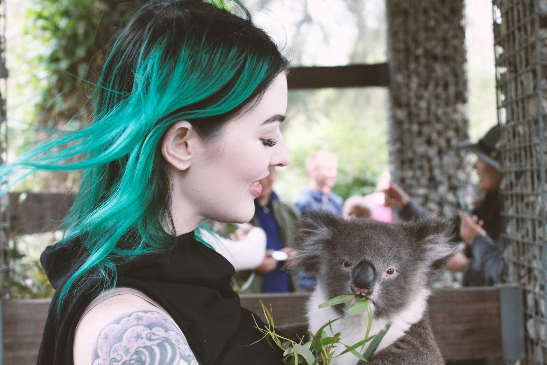 Koala Adventures in Australia