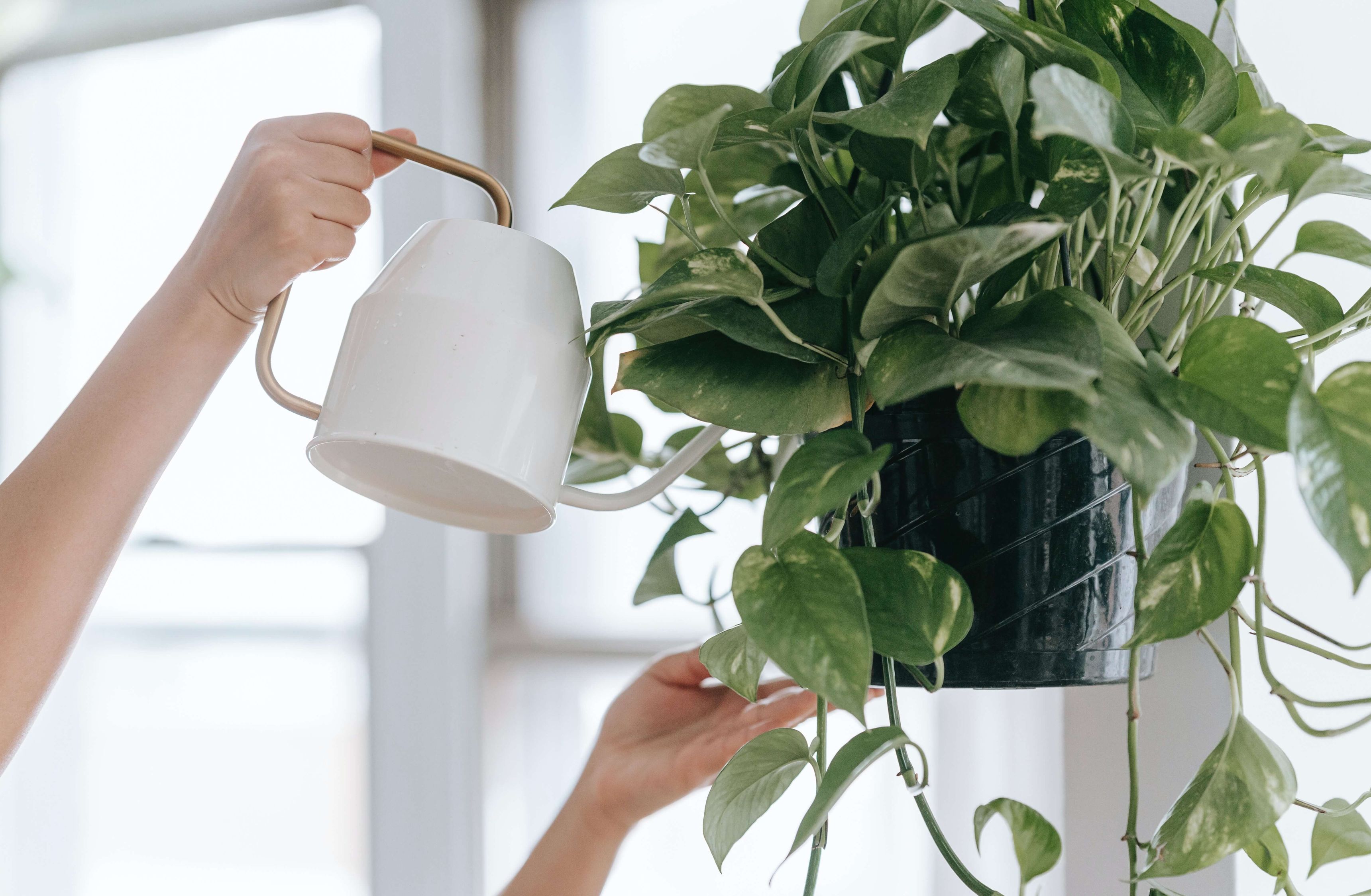 9 Clever Hacks For Hanging Plants In Windows