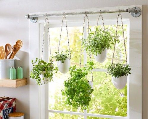 plants hanging from curtain rod