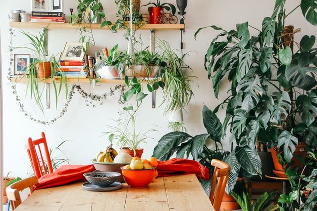 Decorating a rental with house plants