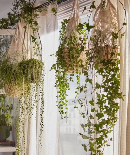 plants hanging in mesh bags from a curtain rod